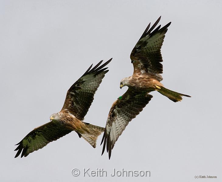 Red Kite 2.jpg